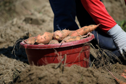 A close-up of a basket full of sweet potatoes, ready for a workout